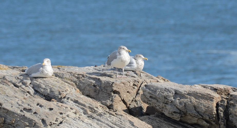 Vogels Portland Maine Vogels Portland Maine